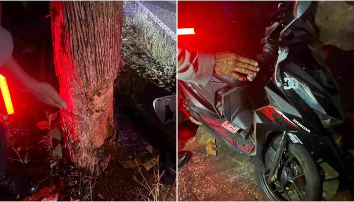 Motor Honda Beat Tabrak Pohon Jati di Patuk, Pelajar SMK Meninggal Dunia