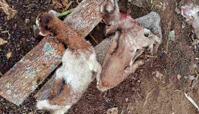 Pagi-Pagi ke Kandang, Warga Rongkop Dapati 9 Kambing Mati Mengenaskan