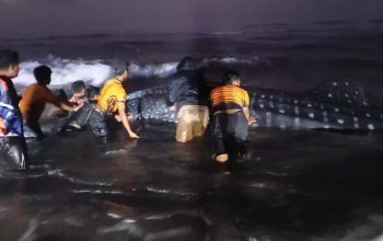 Hiu Tutul Sepanjang 6 Meter Terdampar di Pantai Parangkusumo, Upaya Evakuasi Belum Berhasil